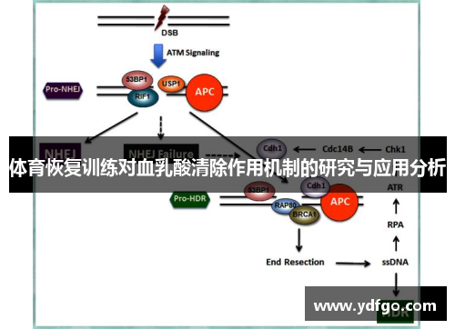 体育恢复训练对血乳酸清除作用机制的研究与应用分析